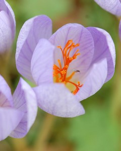 Crocus speciosus conqueror.jpg